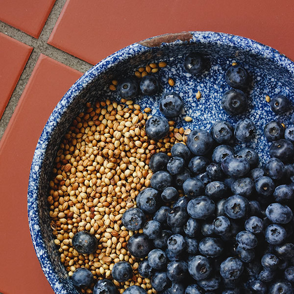 coriander-and-blueberry