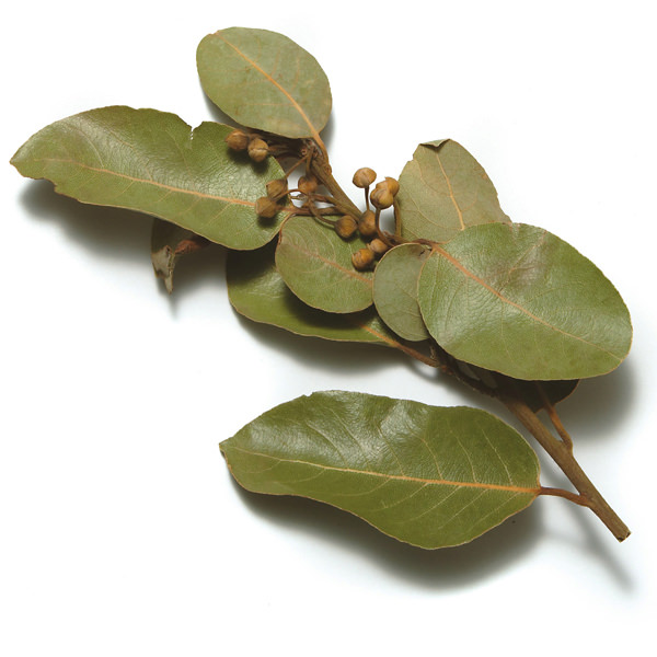 morrocan-bay-leaves